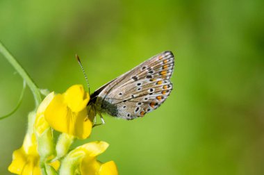 Kelebekler... bu sevimli yaratıklar her zaman sanatçılara ve şairlere ilham kaynağı olmuştur. Güzelliklerinden ve rahatlıklarından büyülenirler..