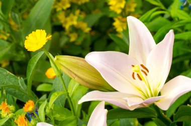 Lilium üyeleri gerçek zambaklar, büyük, belirgin çiçekleri olan, ampullerden büyüyen bir bitki cinsidir. Zambaklar önemli bir çiçek açan bitkidir. 