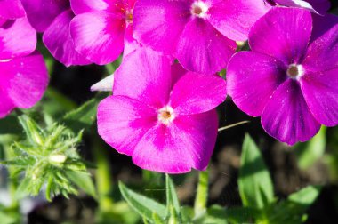 Primula (primula), ilkbaharda ilk açılan çiçeklere uygulanan primus 'un Latince küçük kadınsı sözcüğüdür.