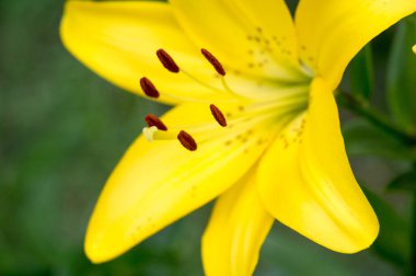 Zambak zambakları Lily - Çiçekler büyük, genellikle hoş kokulu ve beyaz, sarı, portakal, pembe, kırmızı ve mor gibi çok çeşitli renklerde sunulurlar. İşaretleme noktalar ve fırça darbelerini içerir.