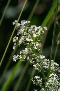 Yaz fotoğrafçılığı Güneşli bir gün Beyaz kır çiçekleri