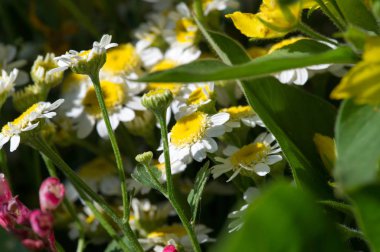 Yabani çiçekler - tarla, çayır, bozkır, mavi, taç içinde toplanmış çanlar.