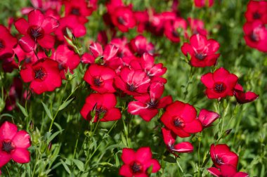 Coreopsis calliopsis ve gıdıktohumu. Yerli Kuzey Amerika koreopsileri iki doğal ortamda bulunabilir. Vahşi doğada yol kenarlarında büyüdükleri görülebilir.