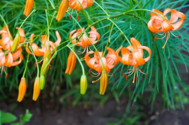 Lilium üyeleri gerçek zambaklar, büyük, belirgin çiçekleri olan, ampullerden büyüyen bir bitki cinsidir. Zambaklar önemli bir çiçek açan bitkidir. 