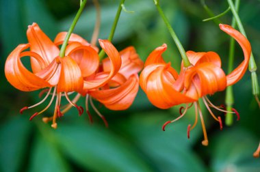 Zambak zambakları Lily - Çiçekler büyük, genellikle hoş kokulu ve beyaz, sarı, portakal, pembe, kırmızı ve mor gibi çok çeşitli renklerde sunulurlar. İşaretleme noktalar ve fırça darbelerini içerir.