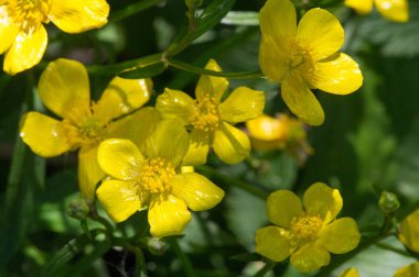 Ranunculus acris, Ranunculaceae familyasından Avrupa 'da yaygın olarak rastlanan ve ılıman Avrasya' da yetişen bir bitki türü. Yaygın isimler çayır, uzun, yaygın