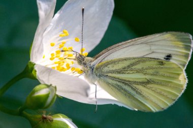 Çiçekleri, çiçekleri, çiçekleri ve yasemin Jasminum 'a atıfta bulunarak bu çiçeklere sahte turuncu adı verilir. Kelebek Pieris sutyeni, büyük beyaz lahana, lahana beyazı, güve..