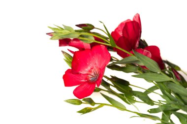 Coreopsis calliopsis ve gıdıktohumu. Yerli Kuzey Amerika koreopsileri iki doğal ortamda bulunabilir. Vahşi doğada yol kenarlarında büyüdükleri görülebilir.