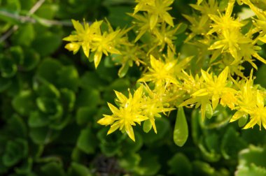 Sedum telephium, sıklıkla Hylotelephium, orpine, livelong, kurbağa midesi, arping Johnny, sonsuz yaşam, yaz ortası adamları, Yetim John, cadının para çantası