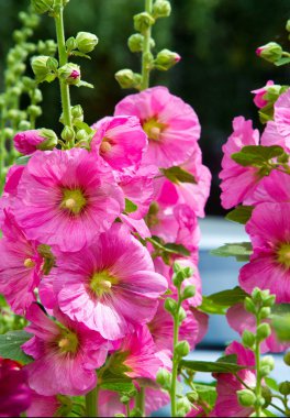 Althaea officinalis veya marsh-mallow, otçullukta ve kökten yapılan süs bitkilerinde kullanılan Avrupa, Batı Asya ve Kuzey Afrika 'ya özgü kalıcı bir türdür.