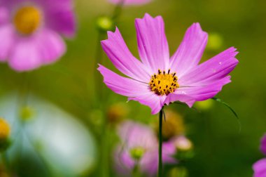 Çiçek tarlası için kozmos, ayçiçeği familyasındaki çiçek açan bitkilerden oluşan, aynı adı taşıyan bir cinstir.