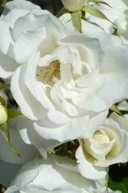 güller çiçekler. Güzel büyük kokulu çiçekler ve genellikle dikenler ile kaplı bir sap ile bir bitki. genellikle kırmızı, pembe, sarı veya beyaz kokulu çiçekler taşıyan dikenli çalı veya çalı