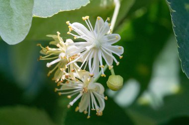 Bir ıhlamur ağacı çiçeği. Cins, Birleşik Krallık ve Kuzey Amerika 'da yaygın olarak limon olarak adlandırılır. Nektar oluşturan çiçekler, şifalı bitki limonu. Monoflorn tatlım. çaylar ve tentürler