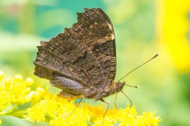 Solidago 'nun çiçekleri genellikle Kuzey Amerika' dan gelir. Güney Amerika 'ya özgü Meksika ve Avrasya Kelebeği Vanessa atalanta da dahil. Kızıl Amiral ya da daha önce takdire şayan olan