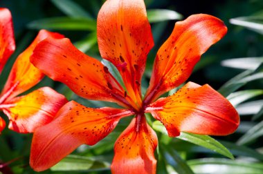 Lilium üyeleri gerçek zambaklar, büyük, belirgin çiçekleri olan, ampullerden büyüyen bir bitki cinsidir. Zambaklar önemli bir çiçek açan bitkidir. 