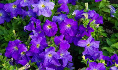 Petunia, Güney Amerika kökenli çiçekli bitkilerden biridir. Bu Fransız ulusal isminin adıdır, Petun, anlamı tütün, Tupi - Guarani dilinden gelir..