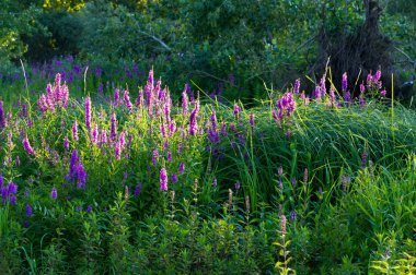 Orchis, orkide familyasından Avrupa ve Kuzeybatı Afrika 'da ve Tibet Moğolistan ve Xinjiang' a kadar uzanan bir cinstir.