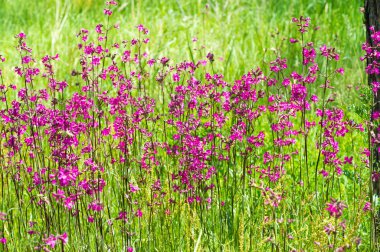 Silene viscaria, the sticky catchfly or clammy campion, is a flowering plant in the family Caryophyllaceae.  contains a relatively high amount of brassinosteroids clipart
