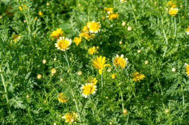 Coreopsis calliopsis ve gıdıktohumu. Yerli Kuzey Amerika koreopsileri iki doğal ortamda bulunabilir. Vahşi doğada yol kenarlarında büyüdükleri görülebilir.