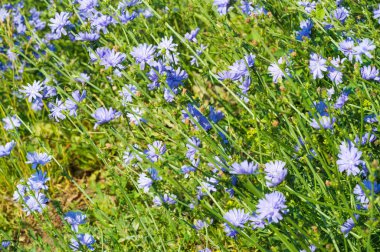 Blue cornflower 'ın ABD, Kanada, İngiltere ve Avustralya' daki popülaritesi o kadar yüksekti ki Corning Glass Works 'ün bir sembolü haline geldi..