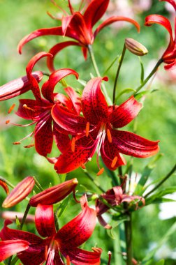 Zambak zambakları Lily - Çiçekler büyük, genellikle hoş kokulu ve beyaz, sarı, portakal, pembe, kırmızı ve mor gibi çok çeşitli renklerde sunulurlar. İşaretleme noktalar ve fırça darbelerini içerir.