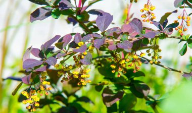 Berberis vulgaris, Berberiler (Berberis vulgaris) familyasından bir böğürtlen türü. Yenilebilir asit dutları üretiyor. Birçok ülkede meyveleri için yetiştirilir..