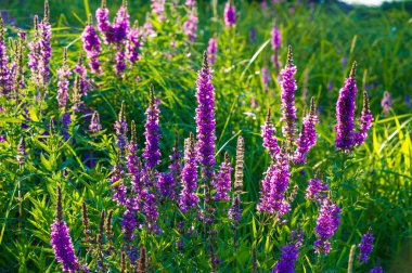Orchis, orkide familyasından Avrupa ve Kuzeybatı Afrika 'da ve Tibet Moğolistan ve Xinjiang' a kadar uzanan bir cinstir.