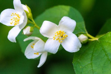 Çiçeklerine istinaden sahte turuncu olarak adlandırılırlar. Yabani türlerde portakal ve limonlara benzerler. İlk bakışta portakal, çiçek ve yasemin yaseminlerine benzerler.
