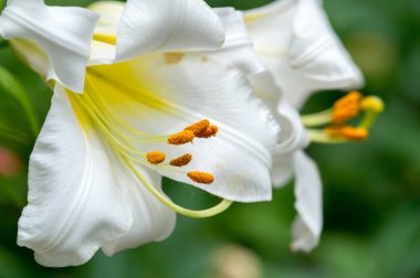 Zambak zambakları Lily - Çiçekler büyük, genellikle hoş kokulu ve beyaz, sarı, portakal, pembe, kırmızı ve mor gibi çok çeşitli renklerde sunulurlar. İşaretleme noktalar ve fırça darbelerini içerir.