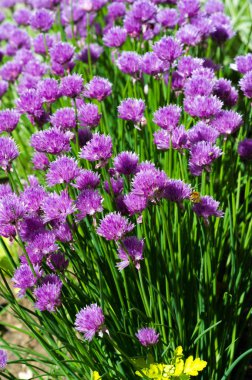 Chives Allium schoenoprasum, ev bahçelerinde. Mutfak kullanımında, osprey ve açılmamış olgunlaşmamış çiçek tomurcukları küpler halinde kesilir ve balık, patates, çorba lar için bir madde olarak kullanılır