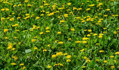 Doku, arkaplan, desen, çimenlikteki çimenler, yemyeşil doymuş renk. Karmaşık çimenler