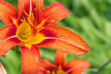 Zambak zambakları Lily - Çiçekler büyük, genellikle hoş kokulu ve beyaz, sarı, portakal, pembe, kırmızı ve mor gibi çok çeşitli renklerde sunulurlar. İşaretleme noktalar ve fırça darbelerini içerir.