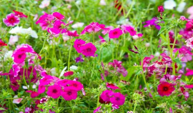 Phlox alevi; çoğunlukla Kuzey Amerika 'da, biri Sibirya' da ormanlık ve bozkırlardan farklı bir yaşam alanında bulunur. Kimisi baharda, kimisi yazın ve sonbaharda.