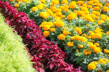 Şehir fotoğrafçılığı, şehirdeki çiçek yatakları, güneşli bir gün, iyi bir ruh hali.