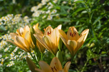 Zambak zambakları Lily - Çiçekler büyük, genellikle hoş kokulu ve beyaz, sarı, portakal, pembe, kırmızı ve mor gibi çok çeşitli renklerde sunulurlar. İşaretleme noktalar ve fırça darbelerini içerir.