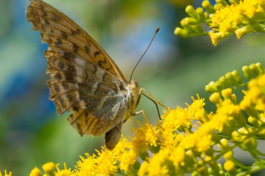 Solidago 'nun çiçekleri genellikle Kuzey Amerika' dan gelir. Güney Amerika 'ya özgü Meksika ve Avrasya Kelebeği Vanessa atalanta da dahil. Kızıl Amiral ya da daha önce takdire şayan olan