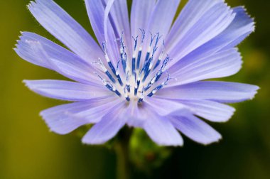 Blue cornflower 'ın ABD, Kanada, İngiltere ve Avustralya' daki popülaritesi o kadar yüksekti ki Corning Glass Works 'ün bir sembolü haline geldi..