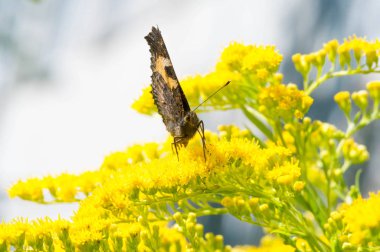 Solidago 'nun çiçekleri genellikle Kuzey Amerika' dan gelir. Güney Amerika 'ya özgü Meksika ve Avrasya Kelebeği Vanessa atalanta da dahil. Kızıl Amiral ya da daha önce takdire şayan olan