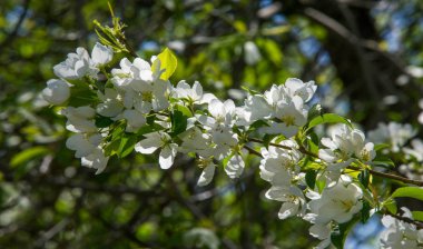 Elma Çiçekleri, Elma Çiçeği. Doğal yeşil arka planda gün ışığında. Ağaç beyazı baharda çiçek açar..