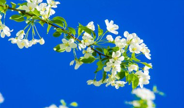 Elma Çiçekleri, Elma Çiçeği. Doğal yeşil arka planda gün ışığında. Ağaç beyazı baharda çiçek açar..
