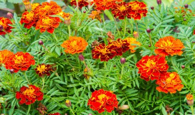 Marigold Hiçbir yıllık kadife çiçeği yetiştirmekten daha neşeli ve kolay değildir. Bu çiçekler, yazlık ve sonbahar bahçelerimize altın, bakır ve pirinçten bir servet getiren yıllık harcamalar.