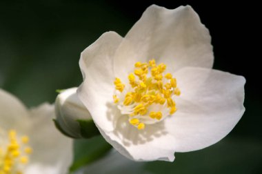 Çiçeklerine istinaden sahte turuncu olarak adlandırılırlar. Yabani türlerde portakal ve limonlara benzerler. İlk bakışta portakal, çiçek ve yasemin yaseminlerine benzerler.