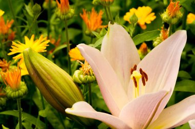 Lilium üyeleri gerçek zambaklar, büyük, belirgin çiçekleri olan, ampullerden büyüyen bir bitki cinsidir. Zambaklar önemli bir çiçek açan bitkidir. 