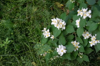 Çiçeklerine istinaden sahte turuncu olarak adlandırılırlar. Yabani türlerde portakal ve limonlara benzerler. İlk bakışta portakal, çiçek ve yasemin yaseminlerine benzerler.