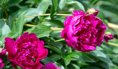 Şakayıklar, gösterişli çiçekleri için uzun zamandır yetiştirilen kuzey ılıman bölgelerin bitkisel veya çalısı bitkileridir..