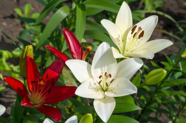 Lilium üyeleri gerçek zambaklar, büyük, belirgin çiçekleri olan, ampullerden büyüyen bir bitki cinsidir. Zambaklar önemli bir çiçek açan bitkidir. 