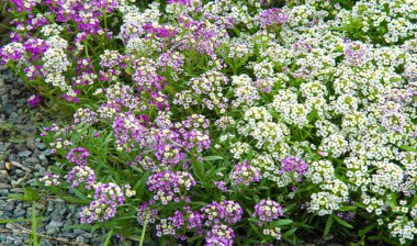Lobularia Kar Prensesi Tatlı Alyssum. İnce, tatlı bir kokusu olan minik çiçeklerden oluşan narin bir halı. Düşük büyüyen yapraklar büyüyen mevsimin çoğunda çiçeklerle kaplıdır..