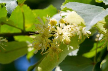 Bir ıhlamur ağacı çiçeği. Cins, Birleşik Krallık ve Kuzey Amerika 'da yaygın olarak limon olarak adlandırılır. Nektar oluşturan çiçekler, şifalı bitki limonu. Monoflorn tatlım. çaylar ve tentürler