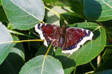 Nymphalis antiopa, Kuzey Amerika 'da yas pelerini ve Britanya' da Camberwell Güzeli olarak bilinen Avrasya ve Kuzey Amerika 'da yaşayan büyük bir kelebek türüdür..