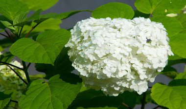 Viburum opulus var steril Boule de neige 'in Avrupa kızılcık çalısı. Hanımeli ailesinin bir çalısı. Yuvarlak beyaz çiçek kümeleri onu kırmızı böğürtlen takip ediyor..
